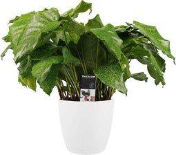 Decorum Calathea Network met Elho brussels white – ↨ 50cm – ⌀ 17cm
