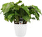 Decorum Calathea Network met Elho brussels white – ↨ 50cm – ⌀ 17cm