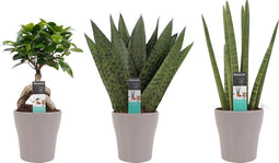 Decorum Combipakket Ficus Ginseng Bonsai geënt - Sansevieria Cylindrica - Sansevieria Zeylanica met Anna Taupe()