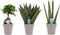 Decorum Combipakket Ficus Ginseng Bonsai geënt - Sansevieria Cylindrica - Sansevieria Zeylanica met Anna Taupe()