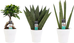 Decorum Combipakket Ficus Ginseng Bonsai geënt - Sansevieria Cylindrica - Sansevieria Zeylanica met Anna white()