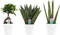 Decorum Combipakket Ficus Ginseng Bonsai geënt - Sansevieria Cylindrica - Sansevieria Zeylanica met Anna white()