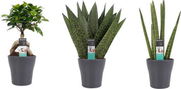 Decorum Combipakket Ficus Ginseng Bonsai geënt - Sansevieria Cylindrica - Sansevieria Zeylanica met Anna grey ()