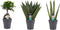 Decorum Combipakket Ficus Ginseng Bonsai geënt - Sansevieria Cylindrica - Sansevieria Zeylanica met Anna grey ()