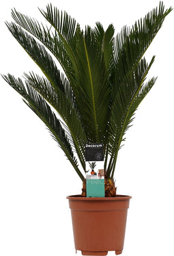Decorum Cycas Revoluta - Duijn-Hove - Groene Plant- Hoogte 55 cm