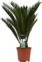 Decorum Cycas Revoluta - Duijn-Hove - Groene Plant- Hoogte 55 cm
