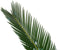 Decorum Cycas Revoluta - Duijn-Hove - Groene Plant- Hoogte 55 cm