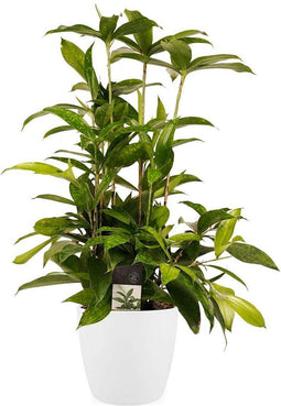 Decorum Dracaena Surculosa met Elho brussels white – ↨ 55 cm – ⌀ 17 cm