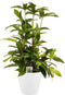 Decorum Dracaena Surculosa met Elho brussels white – ↨ 55 cm – ⌀ 17 cm