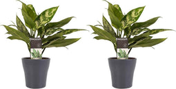 Decorum Duo 2 x Aglaonema Maria met Anna grey – ↨ 25cm – ⌀ 12cm
