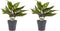 Decorum Duo 2 x Aglaonema Maria met Anna grey – ↨ 25cm – ⌀ 12cm