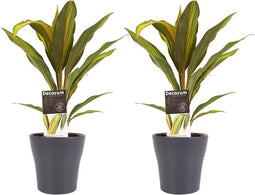 Decorum Duo 2x Cordyline Kiwi met Anna grey – ↨ 40cm – ⌀ 12cm