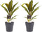 Decorum Duo 2x Cordyline Kiwi met Anna grey – ↨ 40cm – ⌀ 12cm