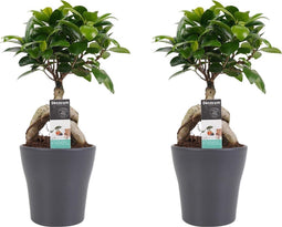 Decorum Duo Ficus Ginseng Bonsai geënt met sierpot Anna grey()
