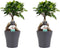 Decorum Duo Ficus Ginseng Bonsai geënt met sierpot Anna grey()