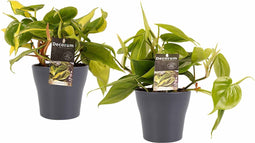 Decorum Duo Philodendron Brazil - Philodendron Scandens met potten Anna Grey - Set van 2 - Mini-Green - Pot-plant combinaties- Hoogte 15 cm