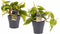 Decorum Duo Philodendron Brazil - Philodendron Scandens met potten Anna Grey - Set van 2 - Mini-Green - Pot-plant combinaties- Hoogte 15 cm