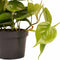 Decorum Duo Philodendron Brazil - Philodendron Scandens met potten Anna Grey - Set van 2 - Mini-Green - Pot-plant combinaties- Hoogte 15 cm
