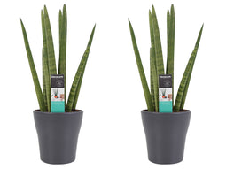 Decorum Duo Sansevieria Cylindrica met sierpot Anna grey
