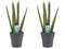 Decorum Duo Sansevieria Cylindrica met sierpot Anna grey