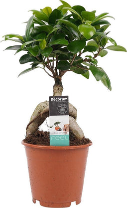 Decorum Ficus Ginseng Bonsai geënt ()