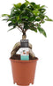 Decorum Ficus Ginseng Bonsai geënt ()