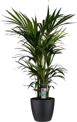 Decorum Kentia Palm - Elho brussels black - Gerrit Stolze - Pot-plant combinaties- Hoogte 120 cm