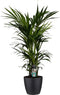Decorum Kentia Palm - Elho brussels black - Gerrit Stolze - Pot-plant combinaties- Hoogte 120 cm
