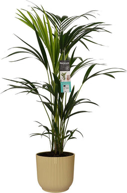 Decorum Kentia Palm in ELHO sierpot Vibes Fold (botergeel) - Gerrit Stolze - Groene plant- Hoogte 100 cm