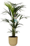 Decorum Kentia Palm in ELHO sierpot Vibes Fold (botergeel) - Gerrit Stolze - Groene plant- Hoogte 100 cm