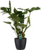 Decorum Monstera Deliciosa - Elho brussels black – ↨ 70cm – ⌀ 21cm