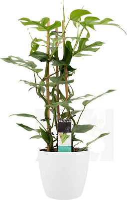 Decorum Philodendron Minima in ELHO sierpot Brussels (Wit) - Kwekerij Montis Moerkapelle B.V - Groene plant- Hoogte 70 cm