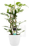 Decorum Philodendron Minima in ELHO sierpot Brussels (Wit) - Kwekerij Montis Moerkapelle B.V - Groene plant- Hoogte 70 cm