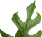 Decorum Philodendron Minima in ELHO sierpot Brussels (Wit) - Kwekerij Montis Moerkapelle B.V - Groene plant- Hoogte 70 cm