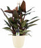 Decorum Philodendron New Red - Pyramide in ELHO Round (soap)