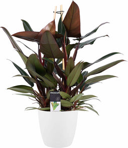 Decorum Philodendron New Red - Pyramide in ELHO Round (wit)