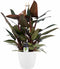Decorum Philodendron New Red - Pyramide in ELHO Round (wit)