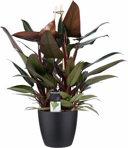 Decorum Philodendron New Red - Pyramide in ELHO Round (zwart)
