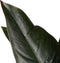 Decorum Philodendron New Red - Pyramide in ELHO Round (zwart)