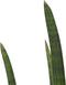Decorum Sansevieria Cylindrica rocket – ↨ 60cm – ⌀ 17cm