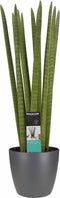 Decorum Sansevieria Cylindrica straight met Elho brussels antracite ↨ 55cm - hoge kwaliteit planten