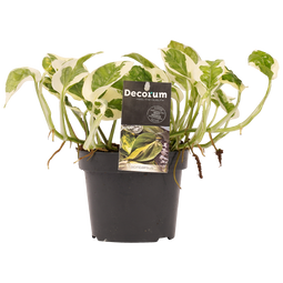Decorum Scindapsus N'joy