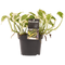 Decorum Scindapsus N'joy
