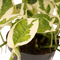 Decorum Scindapsus N'joy
