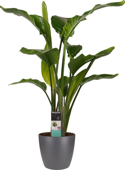 Decorum Strelitzia Nicolai - Elho brussels antracite – ↨ 75cm – ⌀ 19cm