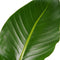 Decorum Strelitzia Nicolai - Elho brussels antracite – ↨ 75cm – ⌀ 19cm