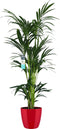 Decorum XL Kentia Palm in ELHO Brussels Diamond (Rood) - Gerrit Stolze - Groene plant- Hoogte 160 cm