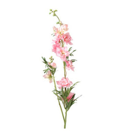 Delphinium Jesika Roze - 90 cm