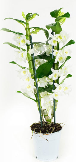 Dendrobium Nobile Apollon 2T – ↨ 60cm – ⌀ 12cm