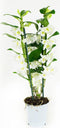 Dendrobium Nobile Apollon 2T – ↨ 60cm – ⌀ 12cm